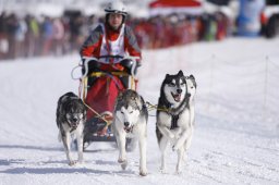 Lenk 2013